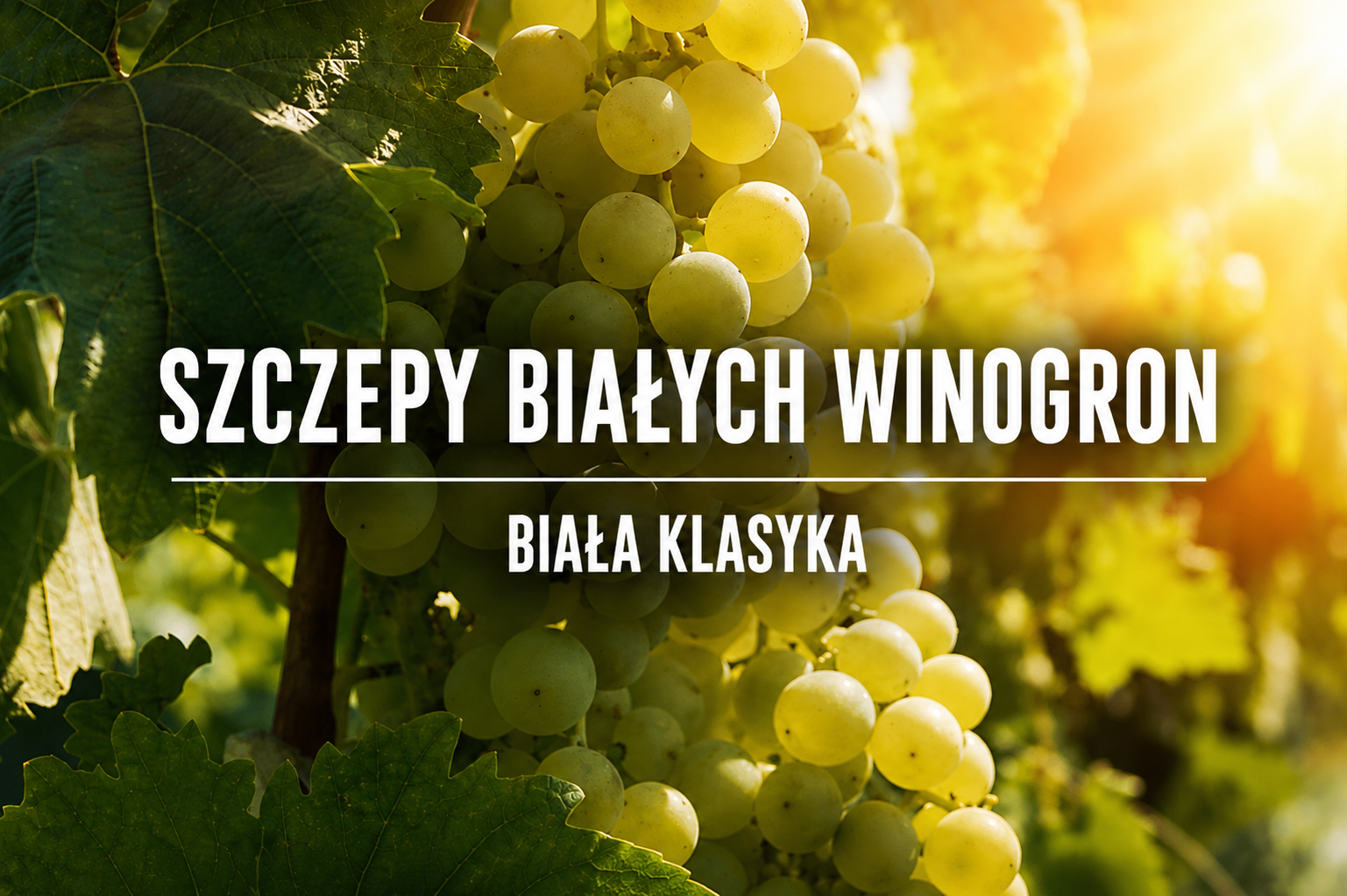 Szczepy białych winogron.