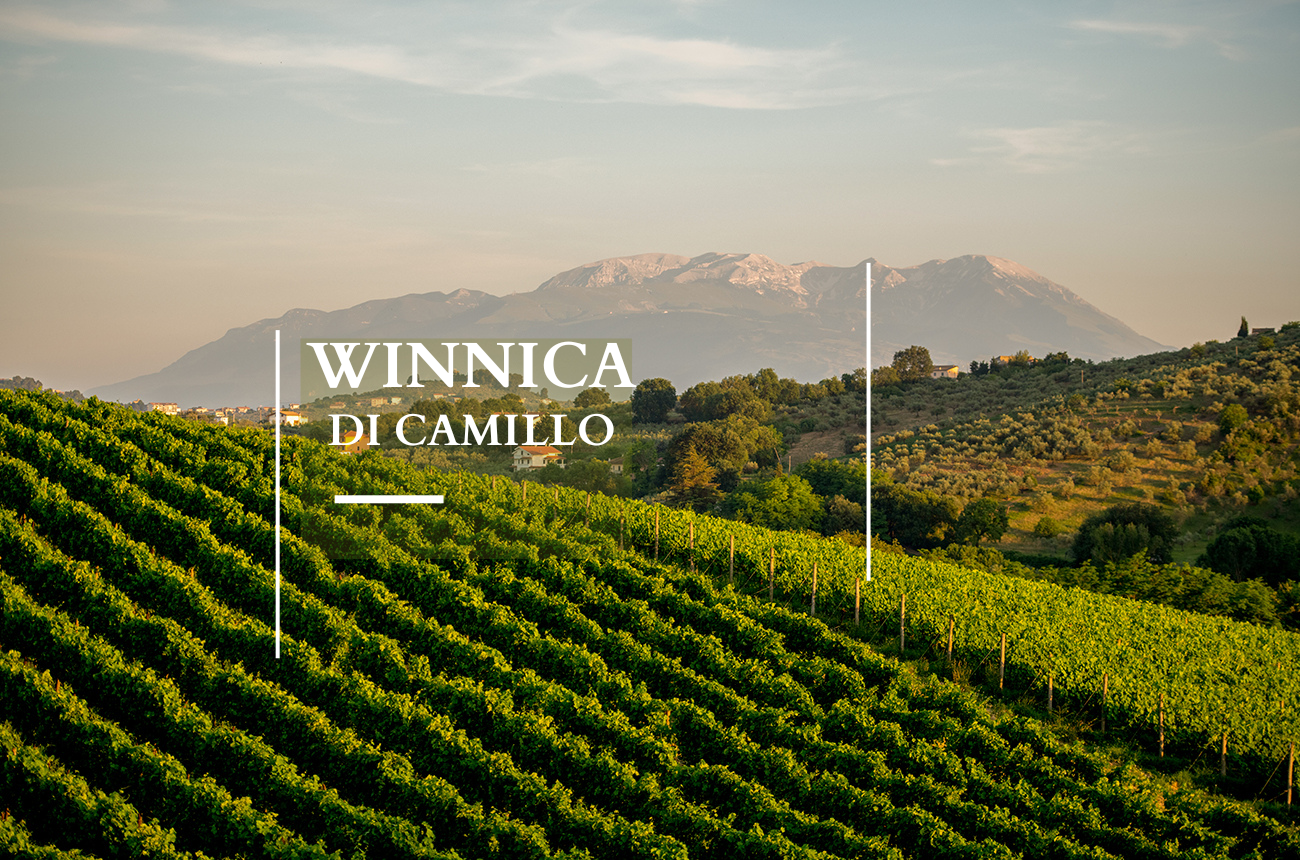 Di Camillo Vini